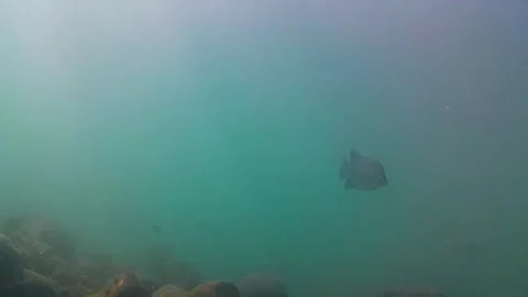 Seabed, rocks, tropical fish, sun rays Stock Footage 339755844
