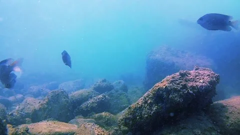 Seabed, rocks, tropical fish, sunlight. Видео 343350391