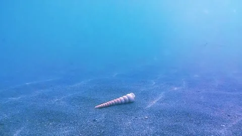Seabed, sand, seashell. Sunlight, sun rays. Vídeo Stock 346316025
