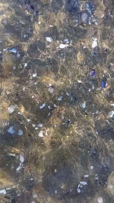Seabed in sandy shallow waters of Black Sea in Bulgaria Stock Footage 279377194