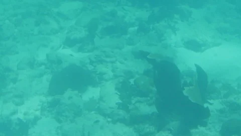 Seabed Seaweed 4k Stock Footage 73338320