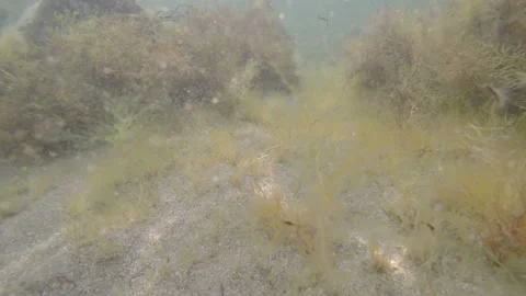 Seabed in seaweeds Video stock 104752543