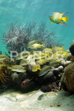 Seabed with shoal of fish in a coral reef Stock Photos