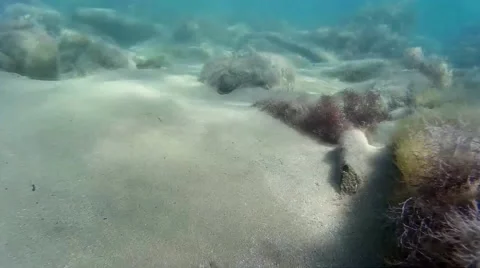 Seabed, shooting under water. The bottom of the Black Sea. Stock Footage
