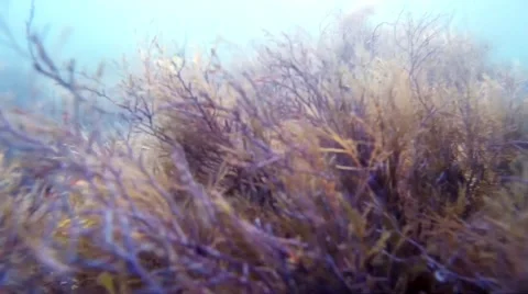 Seabed, shooting under water. The bottom of the Black Sea. Stock Footage