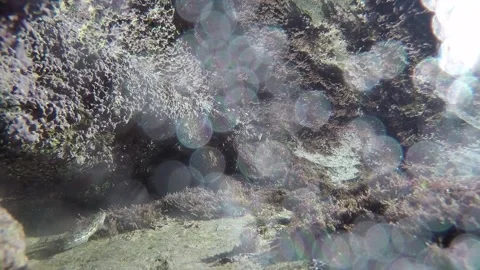 Seabed on the Spanish north coast with a fish moving among algae Stock Footage 135661306