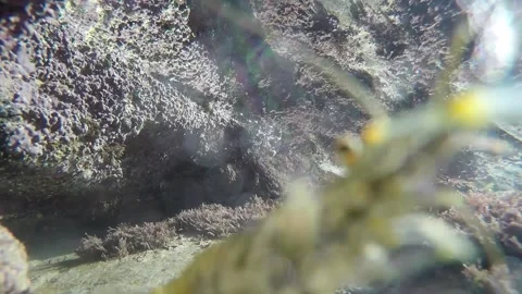 Seabed on the Spanish north coast with small prawns Stock Footage 135661179