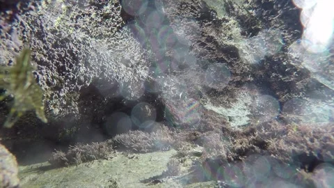Seabed on the Spanish north coast with small prawns Stock Footage 135661256