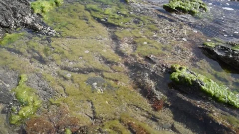 Seabed with stones and algae Stock Footage 150727181