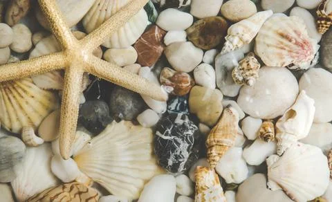 Seabed with stones and shells. Selective focus. Foto stock
