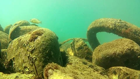 Seabed, tropical fish Видео 338203523