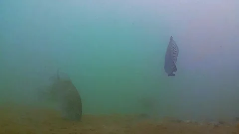 Seabed, tropical fish Vidéo 341244370