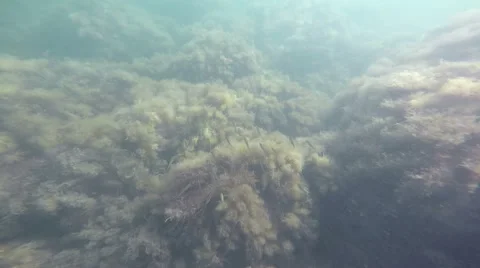The seabed, underwater Stock Footage 54104853