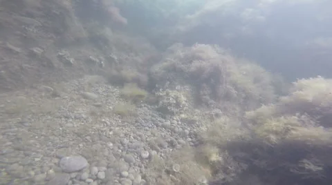 The seabed, underwater Stock Footage 54105067