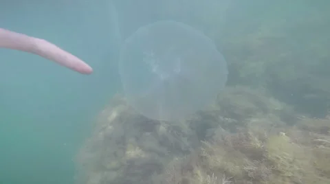 The seabed, underwater Stock Footage 54105162