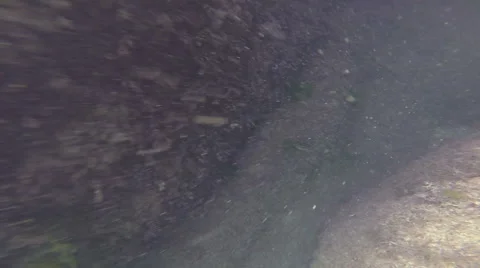 The seabed, underwater Stock Footage 54105181