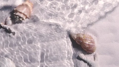 Seabed underwater with shells an sand Stock Footage 256295421