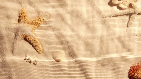 Seabed underwater with shells an sand Stock Footage 256295436