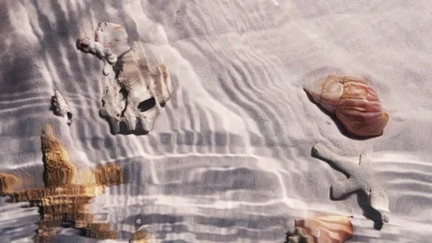 Seabed underwater with shells an sand Stock Footage 256303333