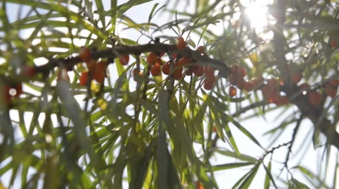 Seaberry on summer lights Stock Footage 60646580