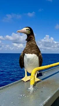 Seabird close-up on ship railing with ocean background Stock Photos