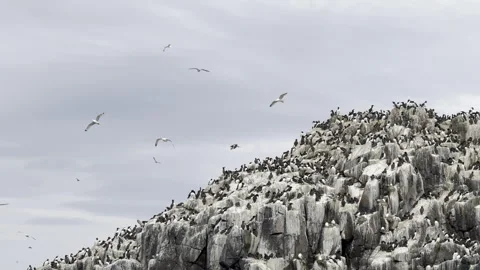 Seabird Colony on Columnar Basalt Cliff Stock Footage 336545716