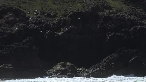 Seabird colony Stock Footage 158187604