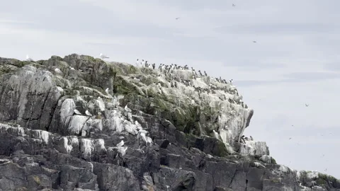 Seabird colony nesting on coastal rock outcrop Stock Footage 336545488