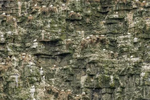 Seabird colony Stock Photos