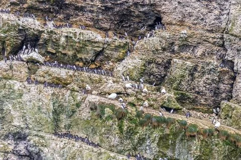 Seabird colony Stock Photos