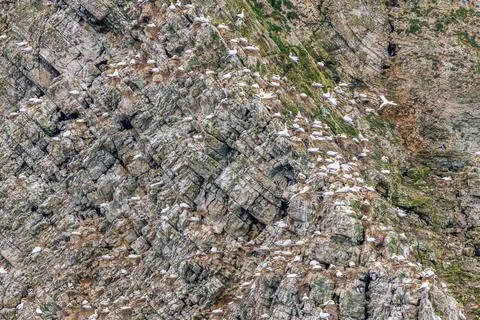 Seabird colony Stock Photos