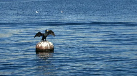 Seabird cormorant swinging on a floating barrel sea, waving wings Stock Footage 61931908