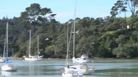 Seabird dive Stock Footage 21705181