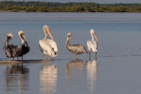 Seabird diversity during migration Stock Photos