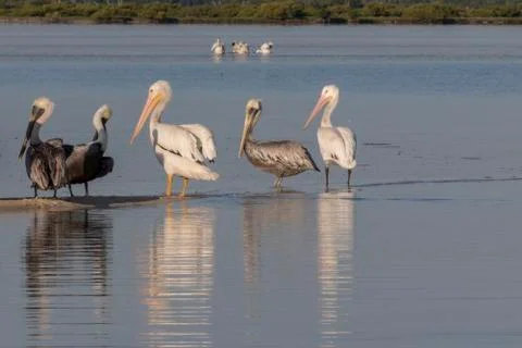 Seabird diversity during migration Stock Photos