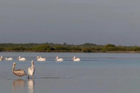Seabird diversity during migration Stock Photos