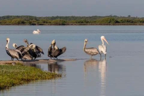 Seabird diversity during migration Stock Photos