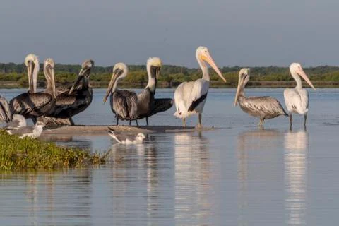 Seabird diversity during migration Stock Photos