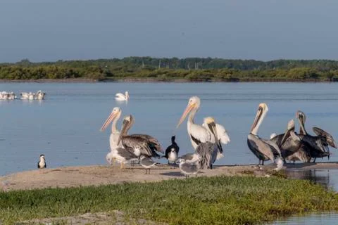 Seabird diversity during migration Stock Photos