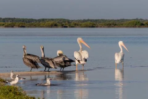 Seabird diversity during migration Stock Photos