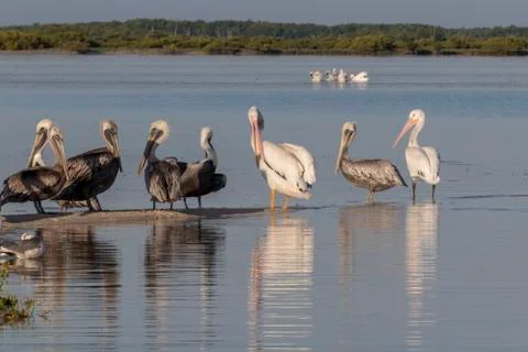 Seabird diversity during migration Stock Photos
