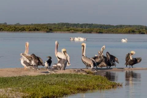 Seabird diversity during migration Stock Photos