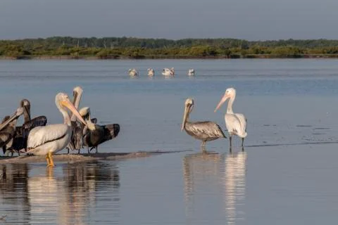 Seabird diversity during migration Stock Photos