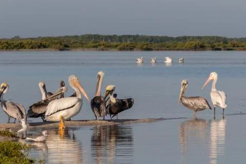 Seabird diversity during migration Foto stock