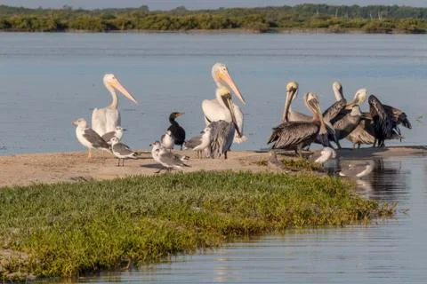 Seabird diversity during migration Stock Photos