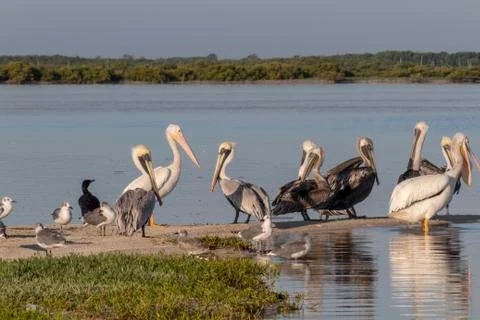 Seabird diversity during migration Stock Photos