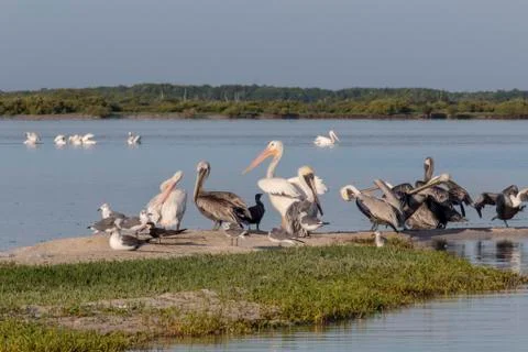 Seabird diversity during migration Stock Photos