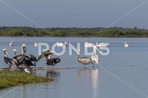 Seabird diversity during migration season Stock Photos