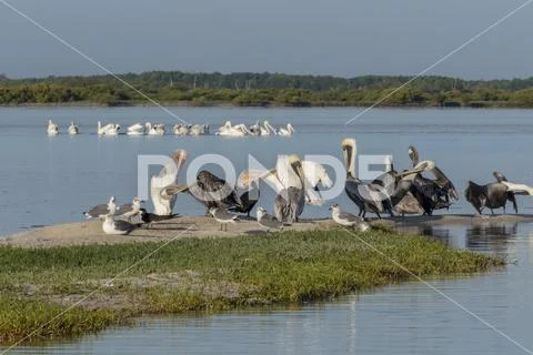 Seabird diversity during migration season Stock Photos