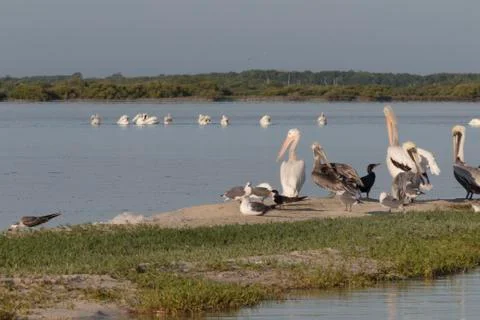 Seabird diversity Stock Photos